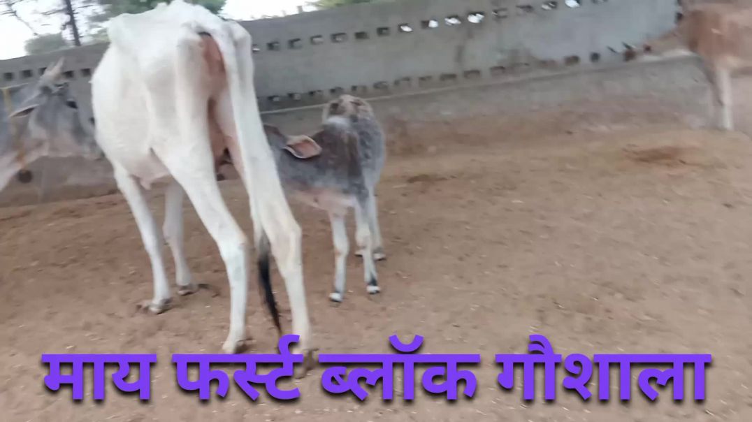 ⁣हमारे गांव में गौशाला
