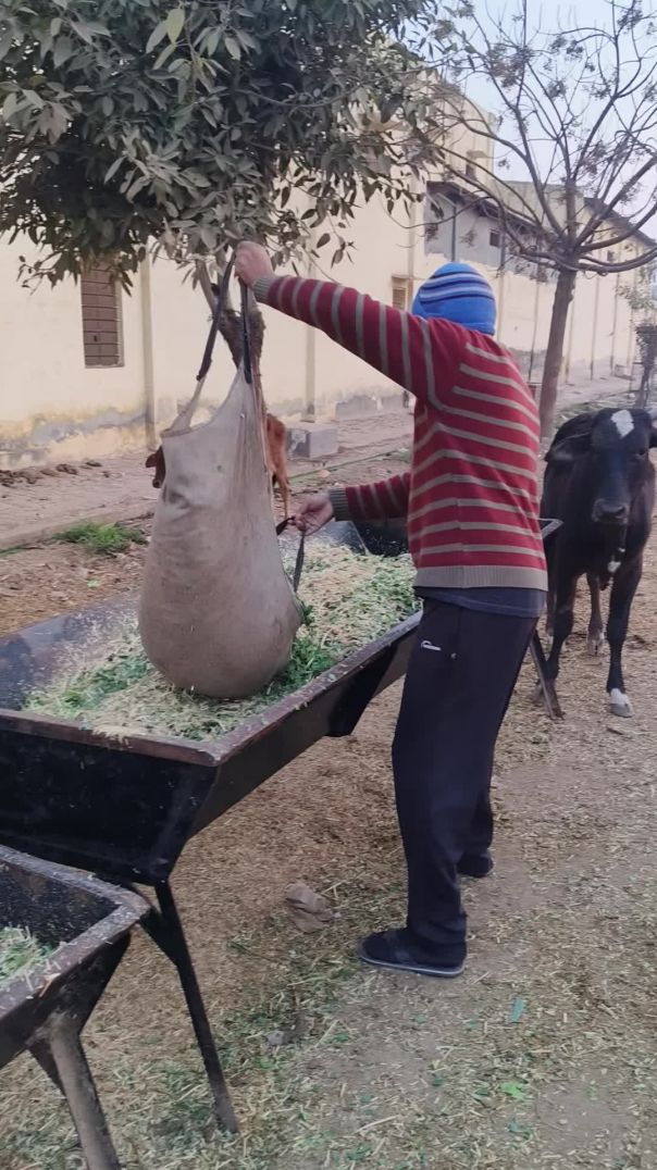 नियास्रिया दी सेवा