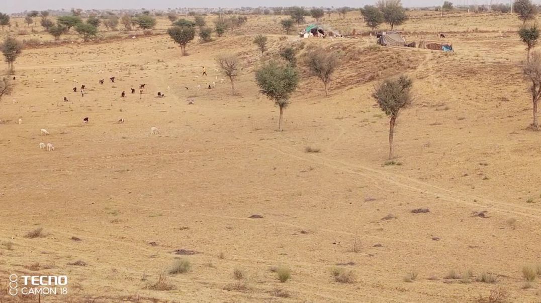 ⁣शाम को भेड़ों ने खेतो मे चराते