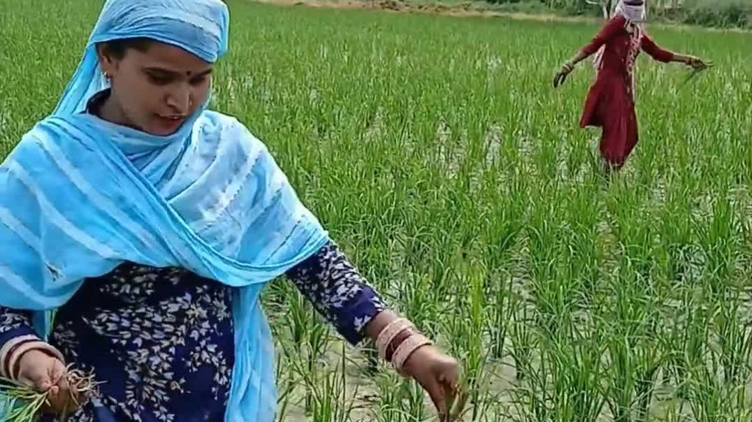 ⁣आज में खेत में गए थे धान लगाने और गर्म पानी था बहुत मुश्कि(1080P_60