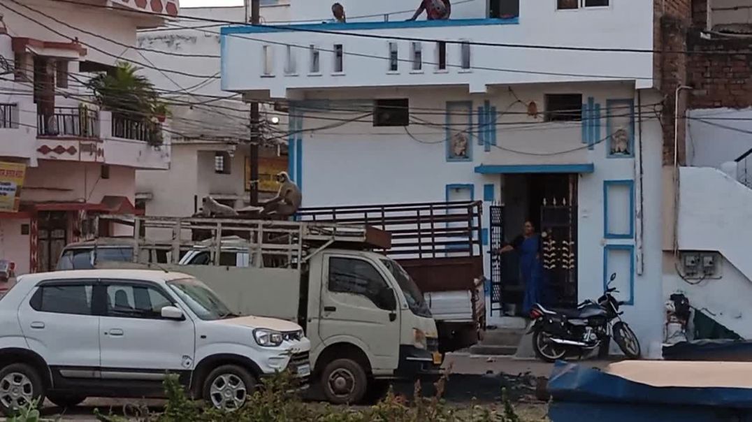 ⁣आज हमारे दुर्ग मजबूत वानरो ने दर्शन दिऐ 🚩🚩🚩जय श्री राम