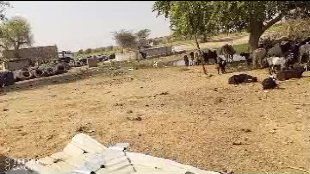 ⁣दोपहर के टाइम मे पशुओं को पानी पिला रहे