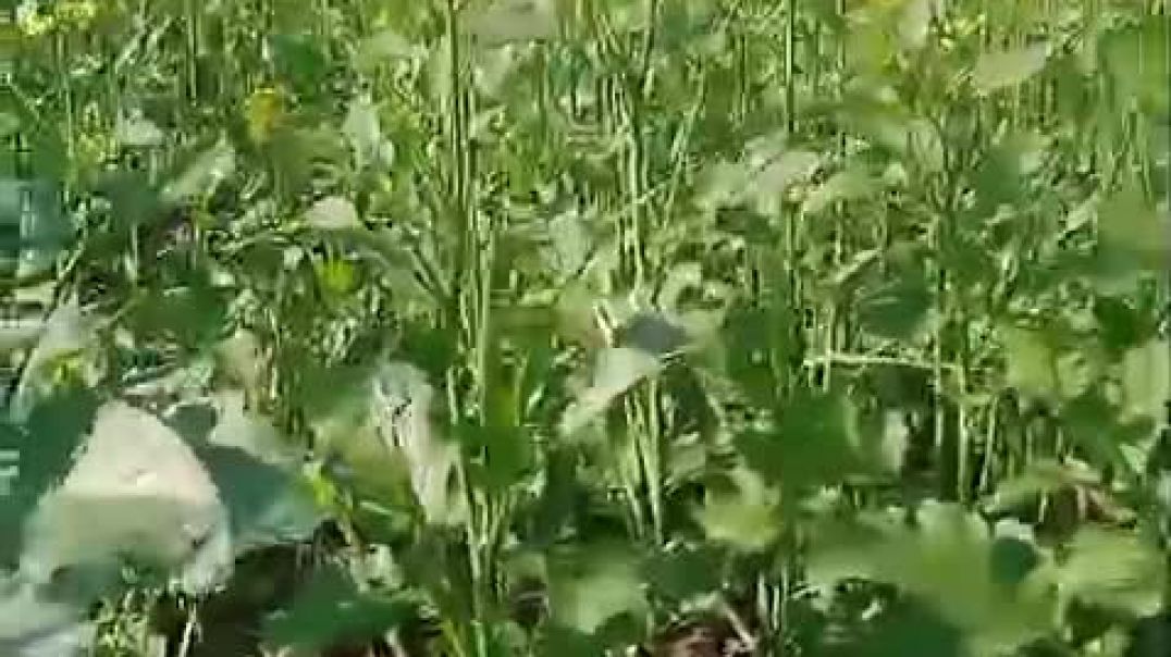 ⁣गांव में सरसों के खेत में