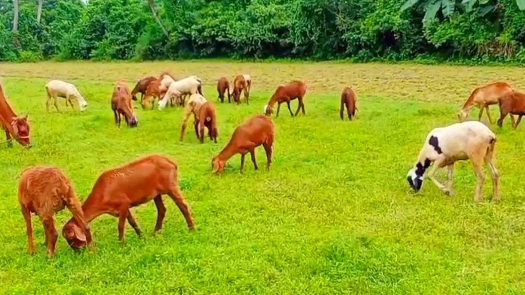 ⁣Mendha gotha sells video