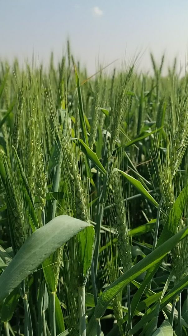 VID_20260227_145254132