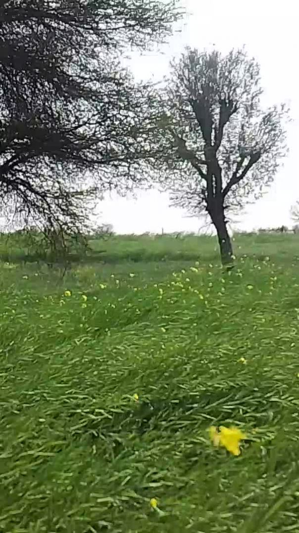 सरसों की फसल में पानी लगाते हुए