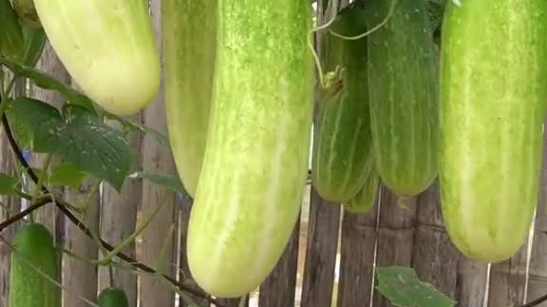 ⁣Grow cucumbers in the heart grand !! दिल में खीरे उगाओ भव्य