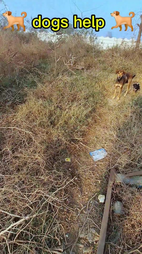 Dogs Help 🐕 #shorts#trending video #soni nayak