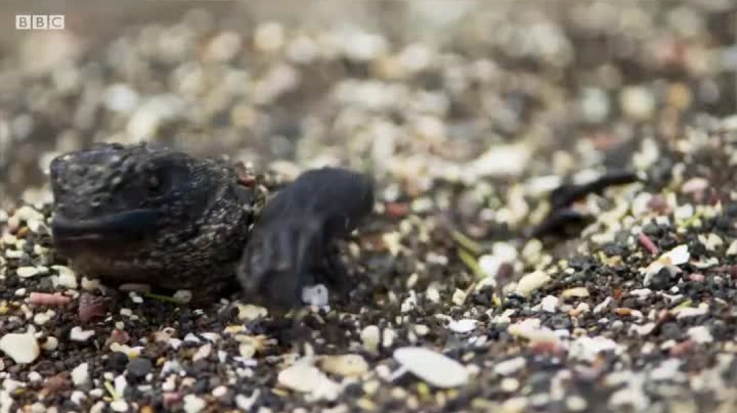 ⁣धरती पर जीवन और मृत्यु का संग्राम