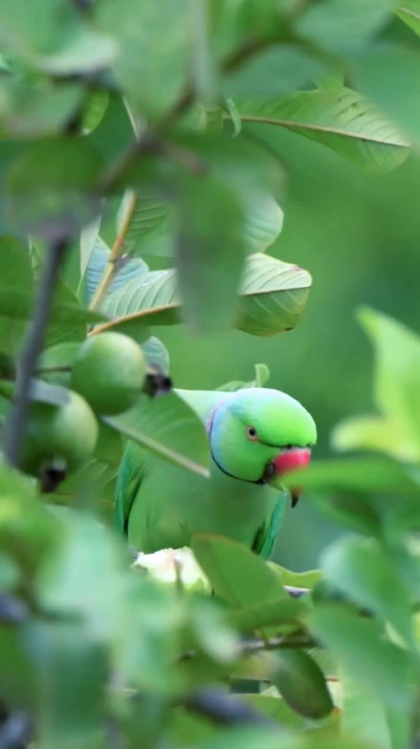 Parrot wildlife photography