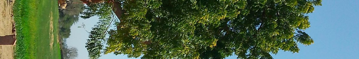 118346457423254645894 