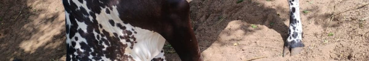 116176075089021515295 