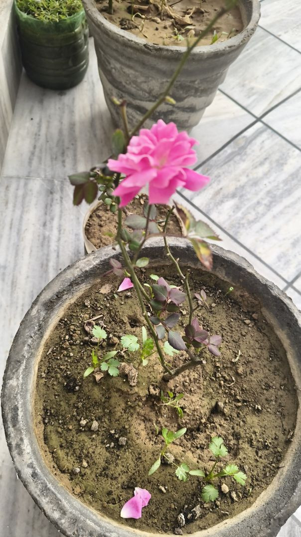 Natural beauty of green__#farming