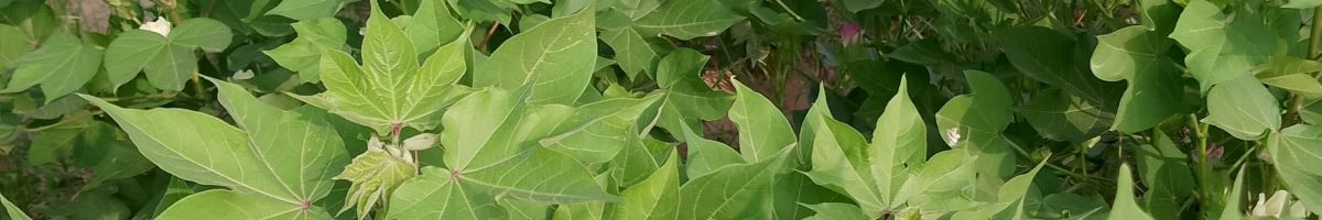 107787690284761850254 