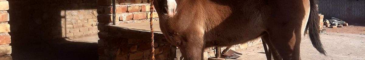 107801902981373732495 