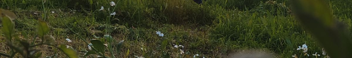 raisikh_vlogs raisikh_vlogs