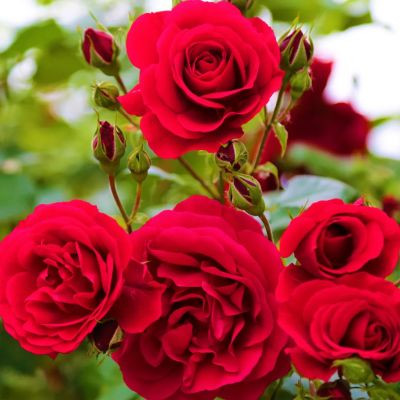 amandecorationplusvlog amandecorationplusvlog