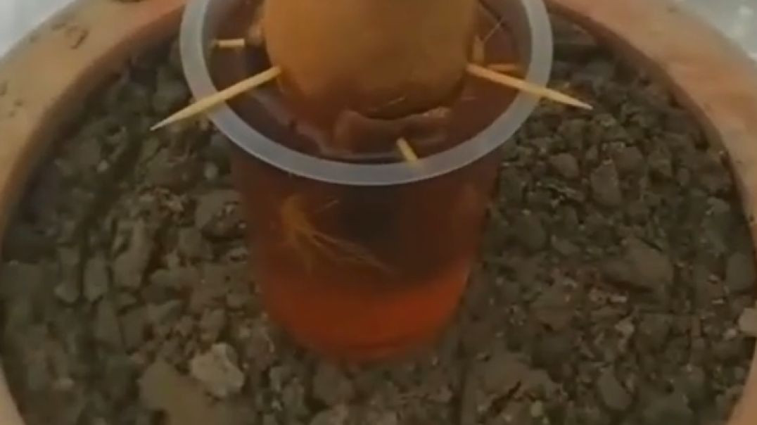 ⁣GARDEN IDEAS !! उद्यान विचार