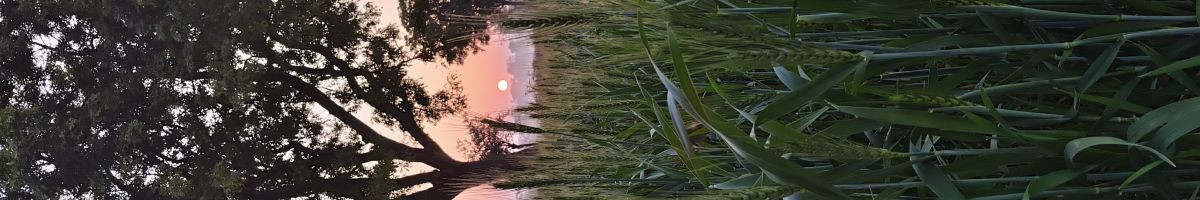 110057103837603464747 