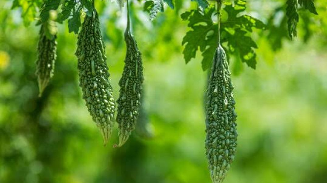 ⁣How to grow bitter melon? !! करेले की खेती कैसे करें ?