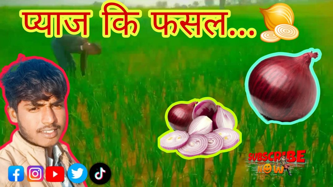 ⁣प्याज कि फसल 🧅🌱... FF GAMER APNATUBE