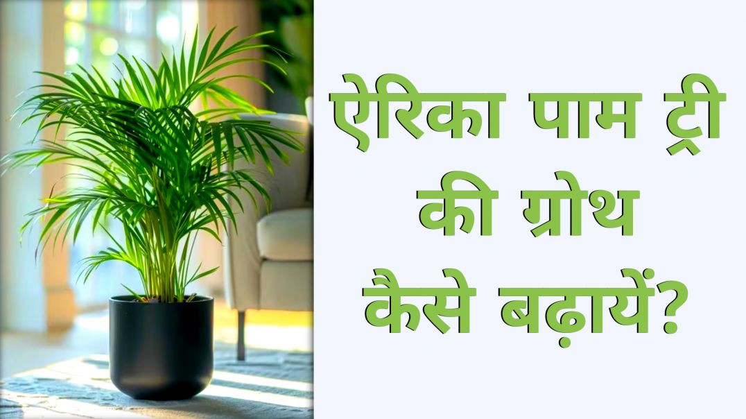 ⁣How to Growth Areca Palm Tree | Natural Gardening With Ashu