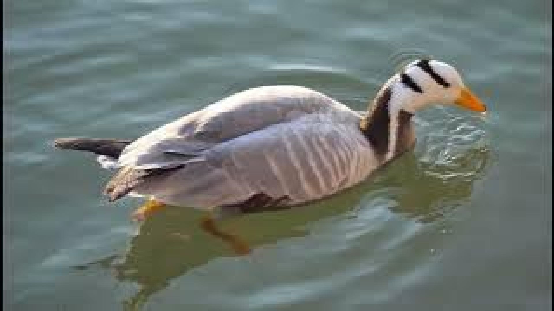 ⁣Relaxing Music For Stress Relief, Anxiety and Depressive States • Heal Mind, Body and Soul (1)