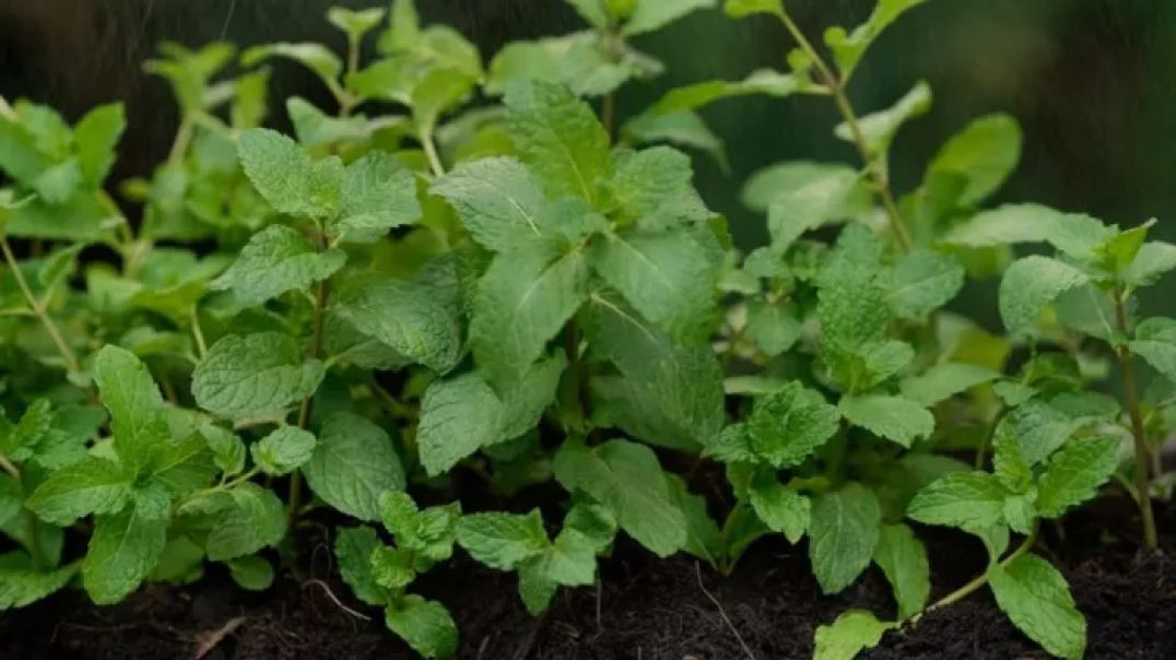 ⁣How to grow mint plant at home easily tips and tricks !! घर पर सिर्फ 10 दिनों में उगा सकते हैं पुदीन