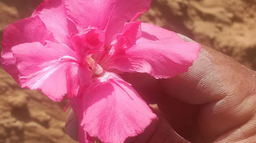 RAMDEVJI_RO_BYALBLO_4_SUGNA_BULAVE_RANI_RANGILI,MANGAL_SINGH_RAJSTHANI_DEVOTIONAL_CHETAK_CASSETTES(1