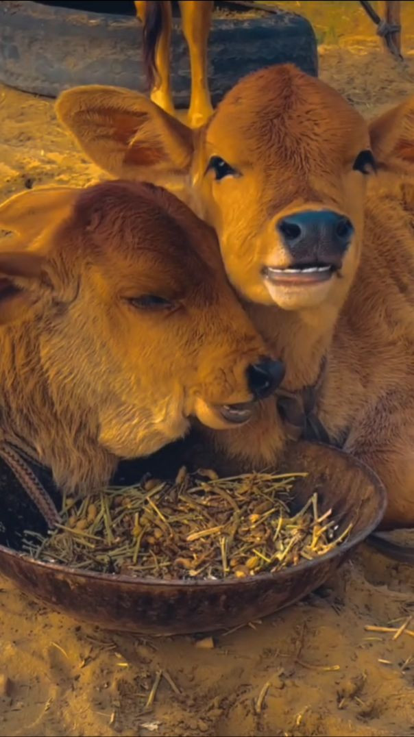 जय श्री गौ माता