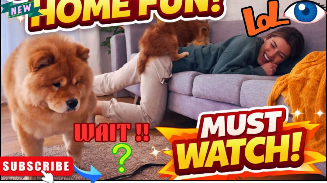 ⁣😼 Mastermind CAT Frames Innocent DOG! 🐶💥 | LOL Pet Chaos