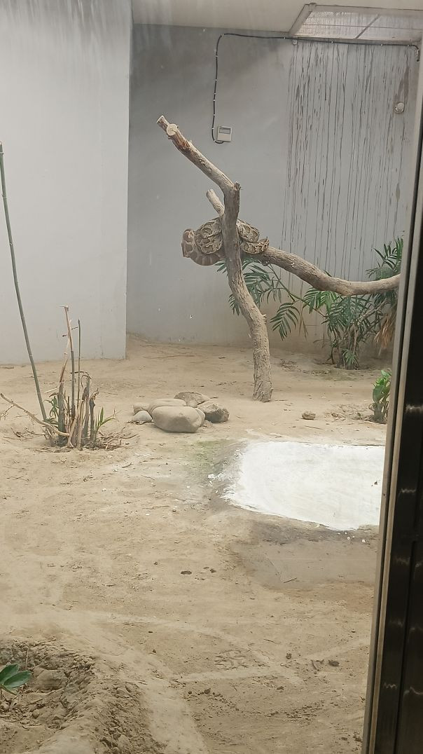 गोरखपुर चिड़ियाघर में अजगर का दृश्य