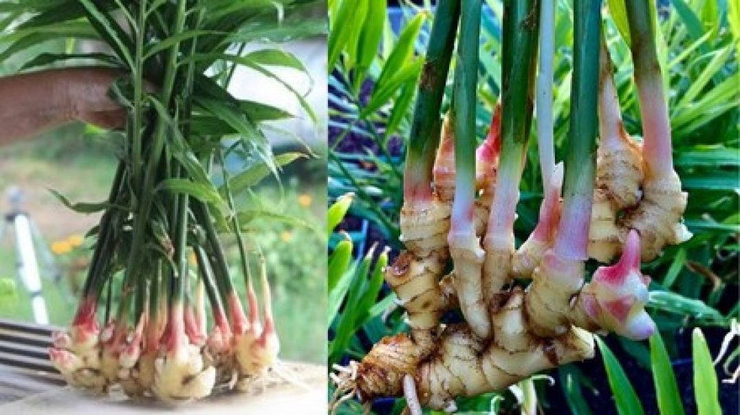 ⁣Ginger Plant Grow| अदरक का पौधा| Ginger Plant Lagaane Ka ...