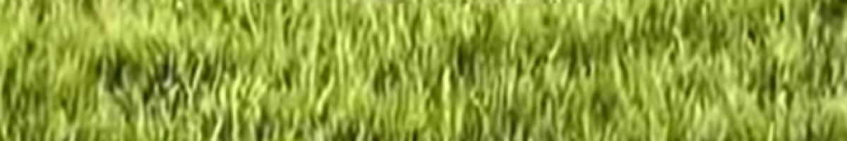 Mahafooj_maliya_03 Mahafooj_maliya_03