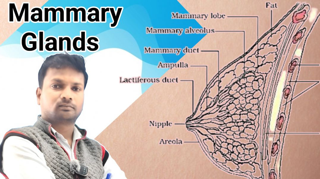 ⁣Draw diagram of human mammary glands | मानव स्तन की संरचना | Class 12th Biology | important topic