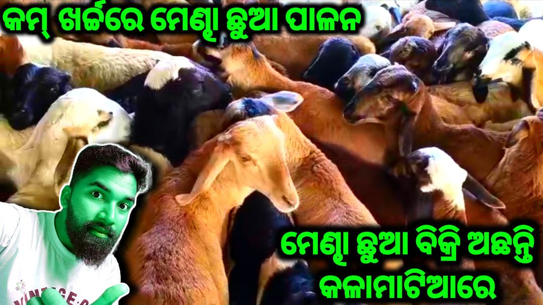 ⁣Sheep kide farming vlogs//Kids selling