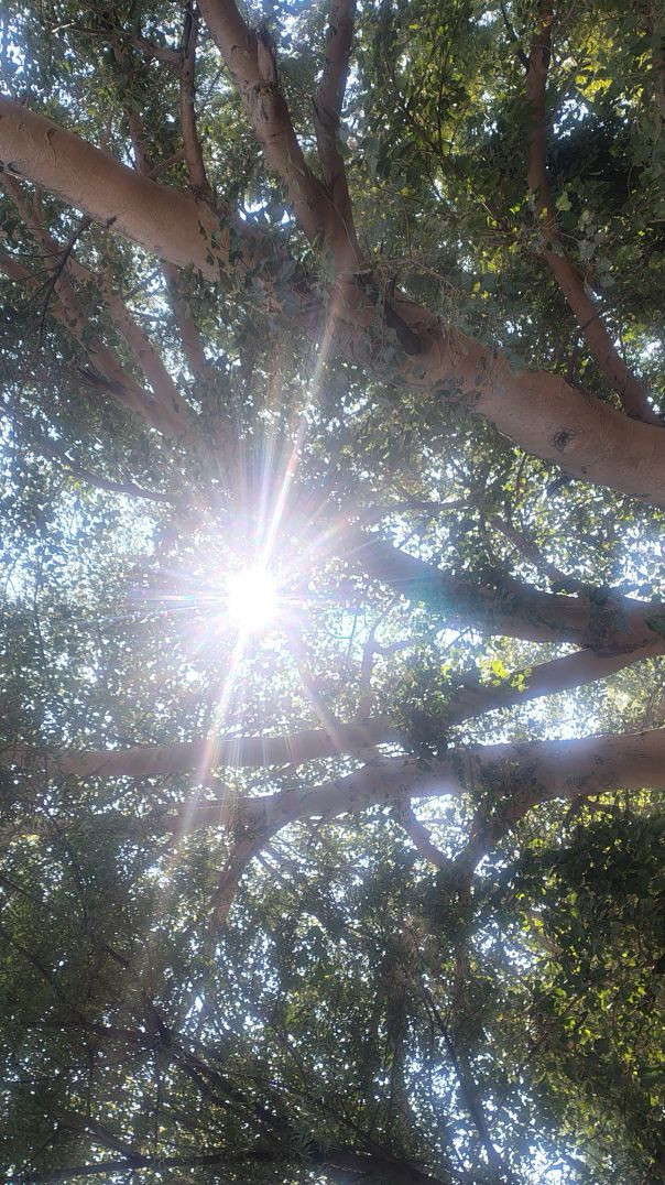 Indo Aryan Haryanvi DNA_ sida sida bolu to ha warrior 🧬__Deadly Zone Out now on all platforms- Strea