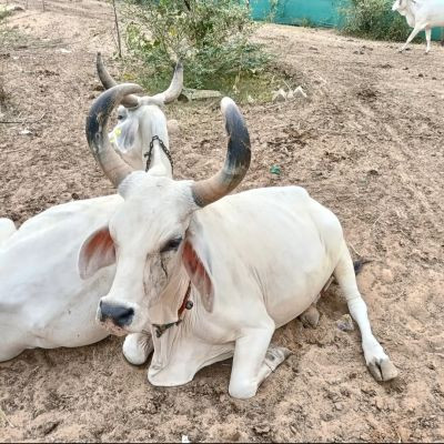 jay_go_mata_alwar_teem jay_go_mata_alwar_teem