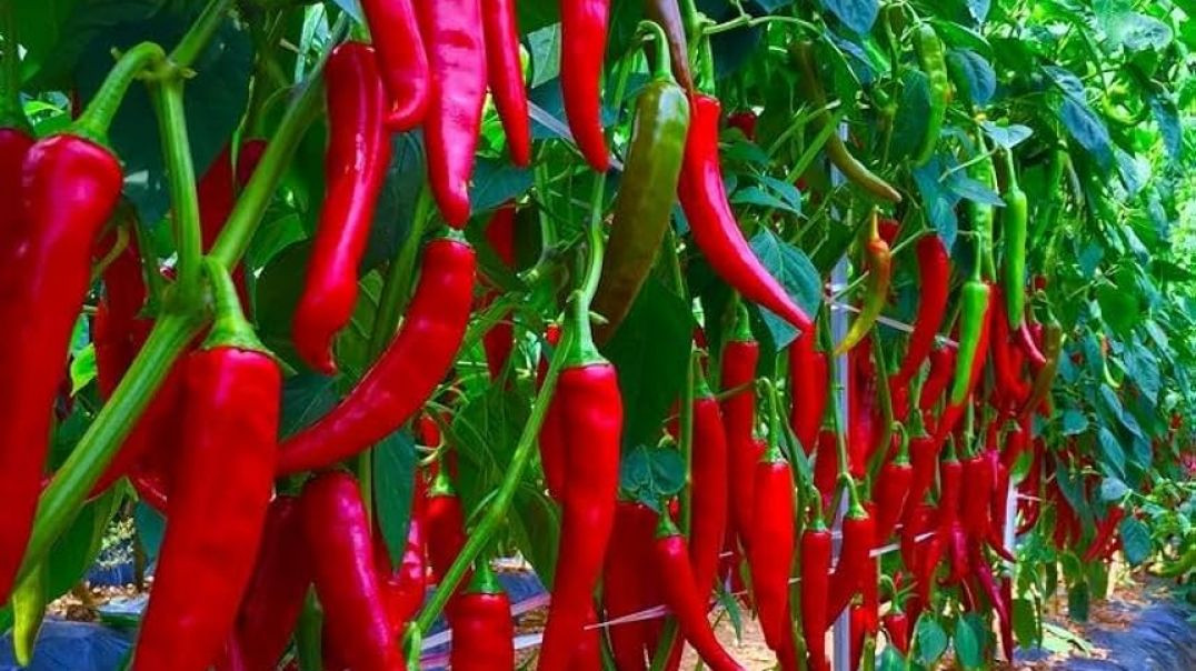 ⁣Grow green chilli plant easily at home, these tips are very useful !! घर में आसानी से उगाएं हरी मिर्