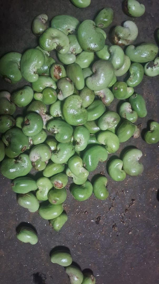 कोकणातील काजू 🙏|#kokan #shorts #kokanvlog #apnatube