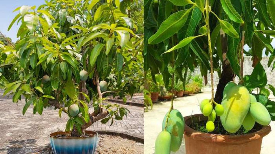 ⁣Important tips for growing mango in pot !! गमले में आम उगाने के लिए जरूरी टिप्स !!