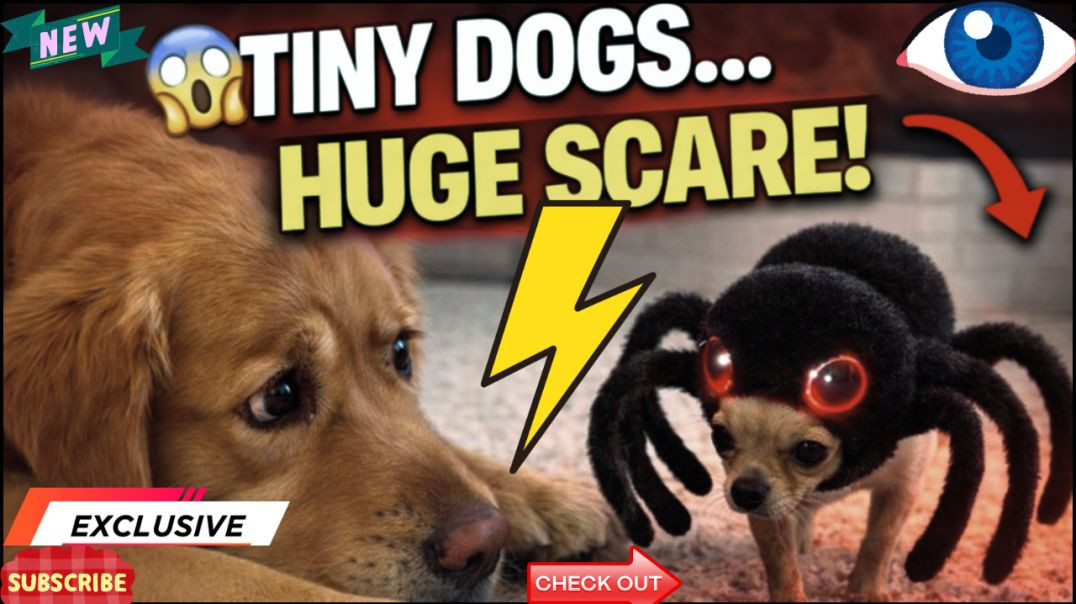 ⁣Tiny Dogs in Scary Masks 😱🕷️ | Big Pet Dogs Totally Shocked 😂🐕