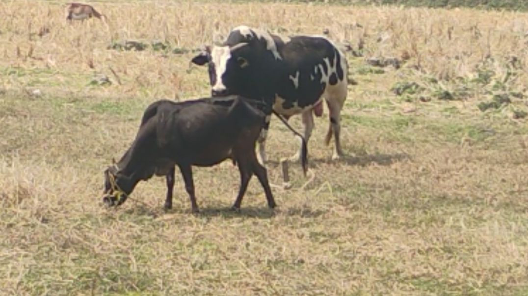 ⁣Big bull & desi cow#cowsvideo# village life #bigbull