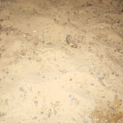 mohandogiyalbarmer mohandogiyalbarmer