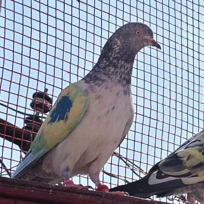 116639695397249764440 