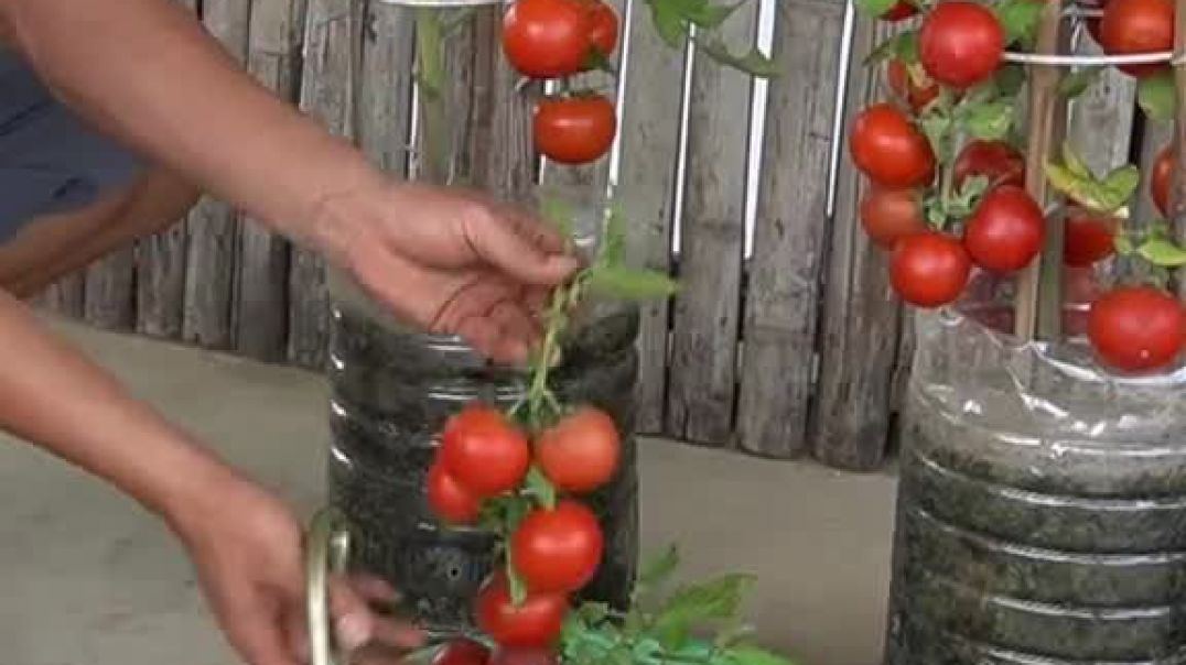 ⁣Grow Super Fruit Tomatoes 🍅सुपर फ्रूट टमाटर उगाएं 🍅