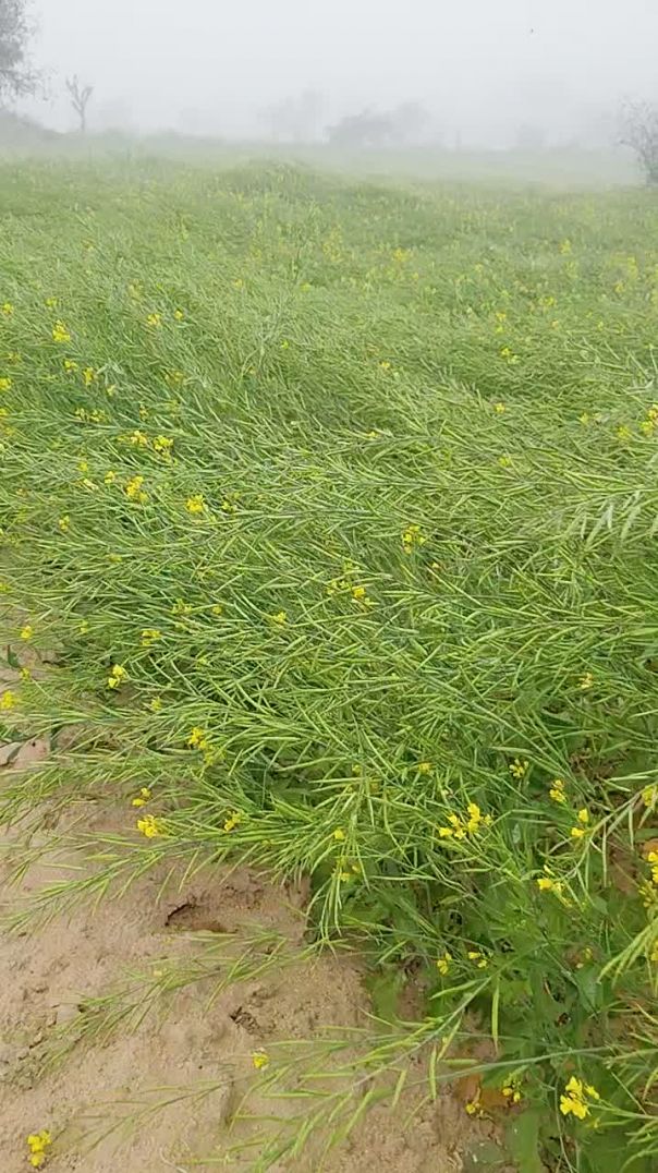 छोटा सा ब्लॉग