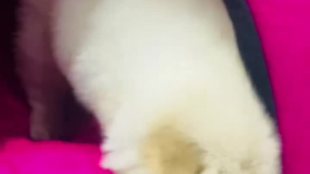 ⁣Hello Guys_ Meet Murphy🧸🐶 my cute little chow chow puppy