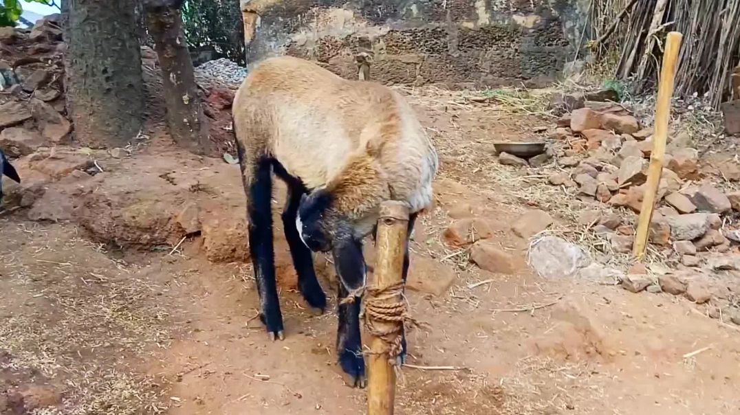 ⁣Mendha chhua sells video//sheep for sells