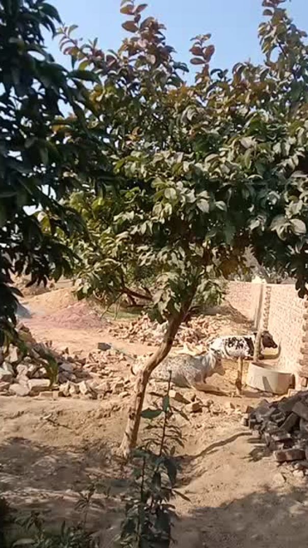 हिनाया व हिमांशी की मौज मस्ती पेड़ पौधे लगाने की भावना